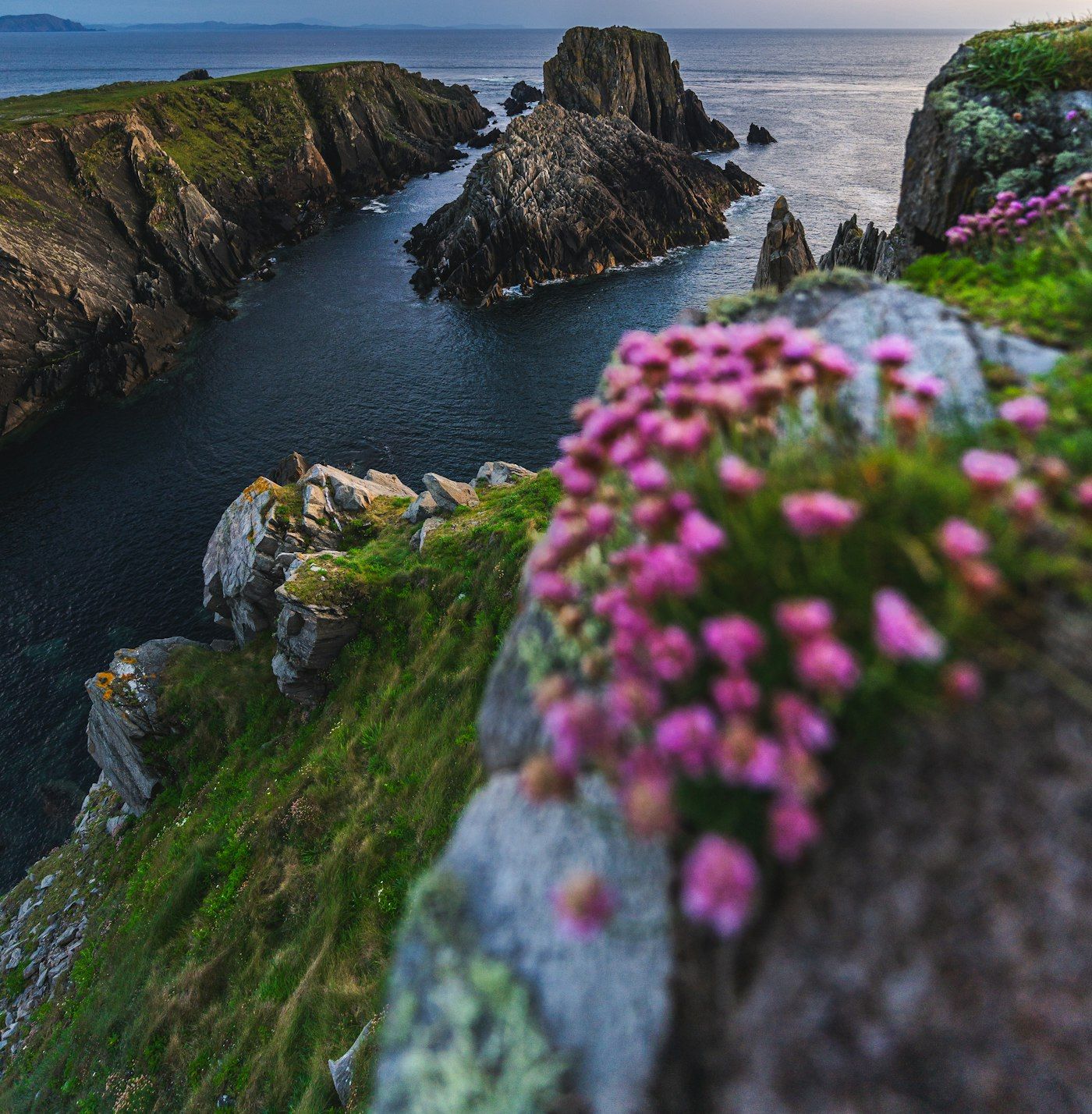 Sea pink flowers growing on the Atlantic cliffs at Malin Head, Ireland